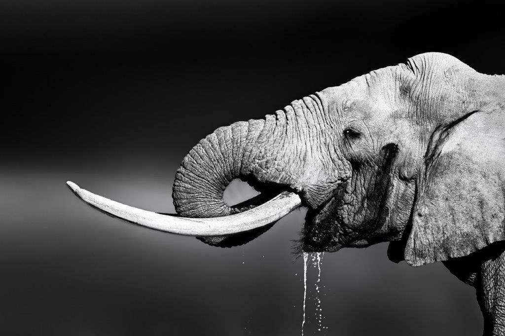 PXM010 Wall décor art photographic on canvas wildlife elephant drinking black & white